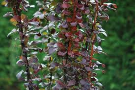 Barberry is a good deer resistant plant. Berberis Helmond Pillar Emerald Plants