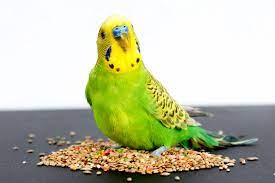Parakeet Diseases | Health Problems | Parakeets | Guide | Omlet Us