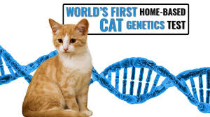 You can upgrade your breed + ancestry kit to include health testing at any time. New Cat Dna Test Can Explain Your Feline S Breed Ancestry Petmoo
