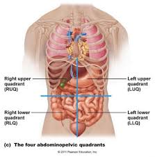 Female Abdominal Anatomy Images Female Abdominal Anatomy