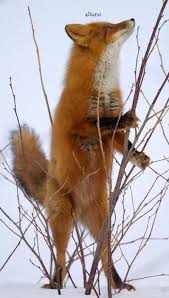 Black And Orange Fox Species Pin By Helen Moraitis On Animal Kingdom Fox Squirrel Fox Species