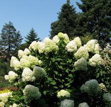 We live in zone 7 and blue billow it is always beautiful. Panicle Hydrangeas Yard N Garden Land