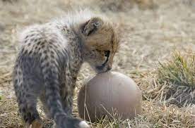 Cheetahs Never Prosper Except The National Zoo S Which Keep Pumping Out Babie Cheetah Cubs Cheetahs Baby Cheetahs