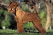 Terrier Group – American Kennel Club