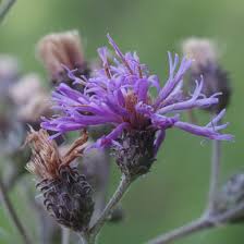 Image result for Vernonia rosenii