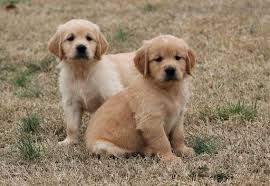 Available first week in april!! Litter Of 7 Golden Retriever Puppies For Sale In Clements Md Adn 65788 On Puppyfinder Com Gender Male S An Golden Retriever Golden Retriever Litter Puppies