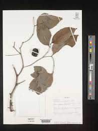 Image result for Dictyophleba lucida