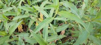 Image result for Persicaria barbata