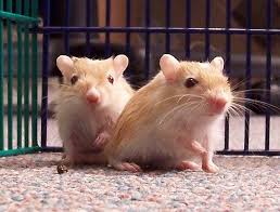 You find out what is on tv guide by scrolling through the listings on your television or even by checking out websites, newspapers and magazines. 10 Small Animals That Can Make Great Pets