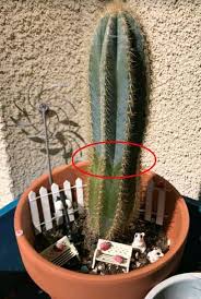 Caring for this plant can be a bit tricky as you need to take care not to overwater or underwater it. Do Succulents Need Sun How Long To Avoid Sunburn Succulent Plant Care
