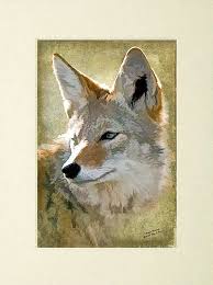 Wildlife Art Print Of A Coyote Wildlife Art Animal By Iainsbyrne Wildlife Prints Wildlife Art Animal Art