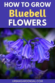 How to propagate, grow and care for virginia bluebells. How To Grow Bluebells Urban Garden Gal