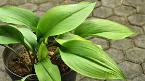 Image result for Aspidistra elatior
