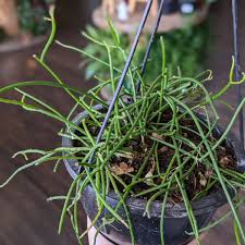 Image result for Rhipsalis