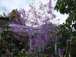 Will grow in sun or shade summer blooming thalictrum delavayi hewitts double. Plantfiles Pictures Yunnan Meadow Rue Chinese Meadow Rue Hewitt S Double Thalictrum Delavayi 3 By Rosinabloo Garden Design Meadow Garden Beautiful Plants