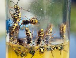 It works because the combination of lemons and cloves smell repulses hornets. 8 Genius Ways To Get Rid Of Wasps Keep Them Away