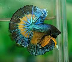Aquabid Com Halfmoom Betta Auctions Wed May 7 16 24 42 2014 Betta Fish Betta Fish