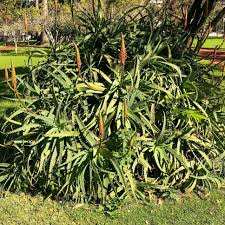 Image result for Aloe arborescens