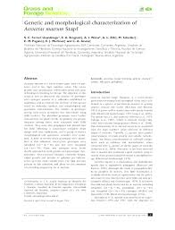 Image result for Acroceras macrum