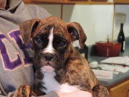 Just boxer puppies 2021 wall calendar (dog breed calendar) (calendar). The St Louis Senior Dog Project