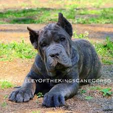 Owners of european doberman pups are welcome to take home puppies before the stitches come out at their own risk. Ear Cropping Clermont Animal Hospital