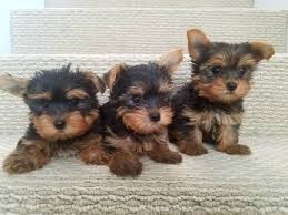 Yorkie litter end march early may 2021. Yorkshire Terrier Puppy Dog For Sale In Houston Texas