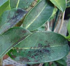 Image result for sooty mould