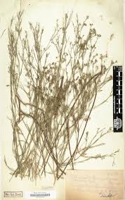 Image result for Sida hoepfneri