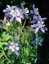 How Long Does It Take For Columbine Seeds To Germinate
