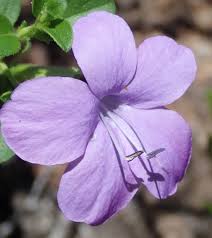 Image result for Barleria holubii