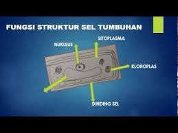 Nota beranimasi ini berpandukan tajuk bab 2 sel sebagai unit asas hidupan, sains tingkatan 1. Nota Sains Tingkatan 1 Bab 2 Part 2 Of 2 Youtube Online Classes Bab Education