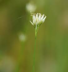 Image result for Rhynchospora rugosa