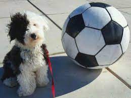 More sheepadoodle puppies / dog breeders and puppies in quebec. Mini Sheepadoodle Old English Sheepdog X Poodle Pontyclun Rhondda Cynon Taff Pets4homes