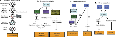 Gène de l'espèce homo sapiens (fr); Signaling Role Of Cdc42 In Regulating Mammalian Physiology Journal Of Biological Chemistry