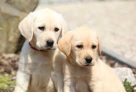 Golden retriever puppies vs labrador puppies. White Lab Vs Yellow Lab Patchpuppy Com