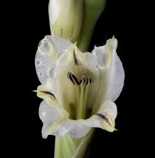 Image result for Gladiolus crassifolius