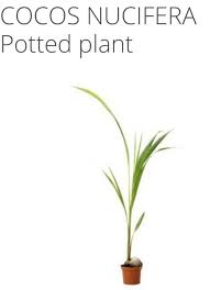 ikea coconut plant 6 50 plants flora potted plants
