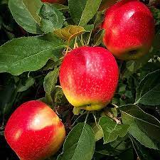 They provide the visual structure and the key elements of any landscape and are usually the first components to be planted, since they take longer than most other plants to become established and fulfill their role.there was a time when a simple shade tree was all that was needed, but increasingly people are looking for. Fruit Trees Order Fruit Trees Online The Tree Center