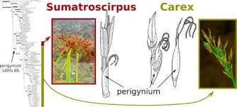 Image result for Hypolytrum goetghebeur