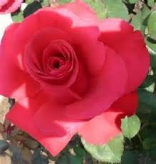 Joyce E Bivens Obituary