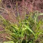 Image result for Eragrostis macrochlamys