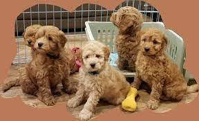 Browse goldendoodle puppies and buy a miniature goldendoodle now. Bella Pups Menumenu Home About Me Golden Retreiver Pups Available F1b Mini Goldendoodle Pups Available F1 Doodle Pups Available Our Retirees Visit Policy Adoption Page Customer Reviews Contact Me F1b Mini Goldendoodle Page What Is