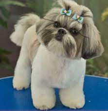 Top 10 popular shih tzu haircuts (30+ pictures) by karen flores. 1 Start Young As Soon As You Get Your Puppy Or Dog Gear Him Up To Your Rules In Grooming Allow Him To Get Accustomed T Shih Tzu Puppy Cute