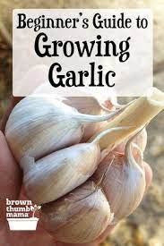 How To Plant Grow Garlic Growing Garlic Veg Garden Organic Gardening Tips