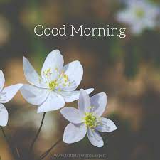 And if you, please send good morning flowers images to someone in the morning, you also get thrilled. Fresh Start Good Morning Pictures Good Morning Flowers Morning Pictures Good Morning Images