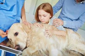 What to say when a pet dies. When A Pet Dies What To Say Pet Death And Children Expert Advice