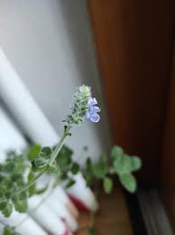 Image result for Coleus hadiensis