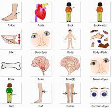 Pin On Circulatory System
