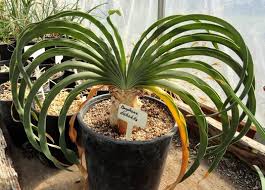 Image result for Boophone