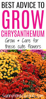 How To Grow And Care For Mums Chrysanthemums In 2020 Caring For Mums Mums Flowers Fall Mums